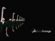 Avestruz F8 658